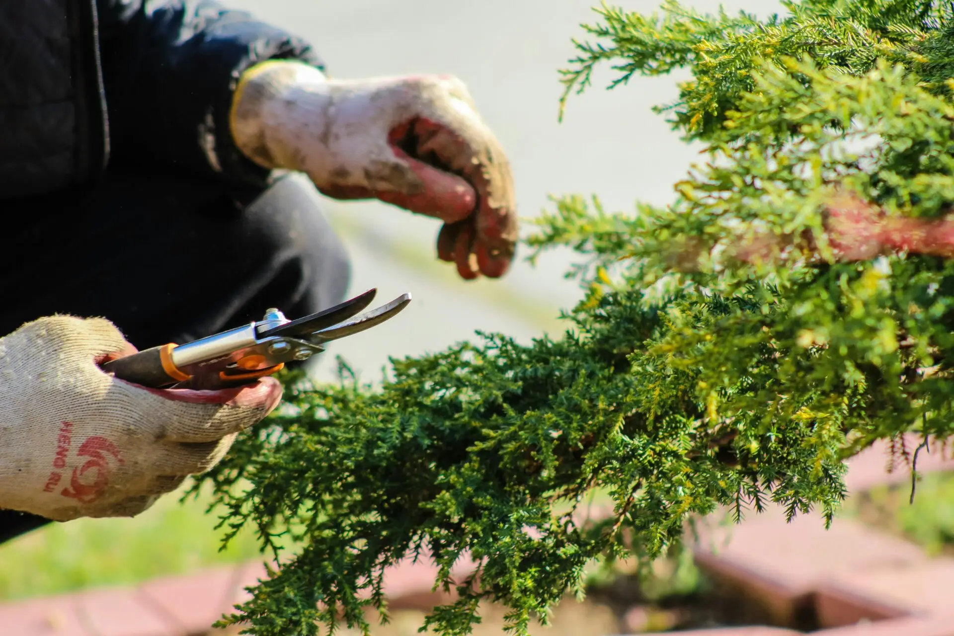 landscaping propane trimming tree